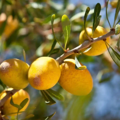 arganier-fruit-maroc